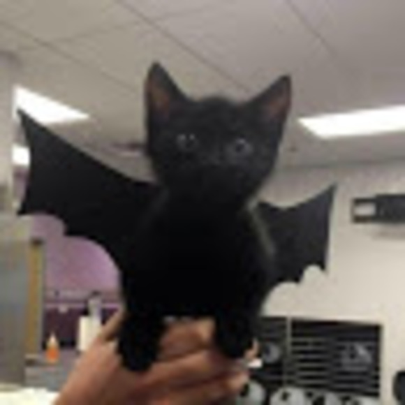 Meet your Posher, Aaa - Picture 1 of 1